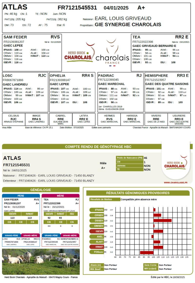 genealogie taureau charolais ATLAS