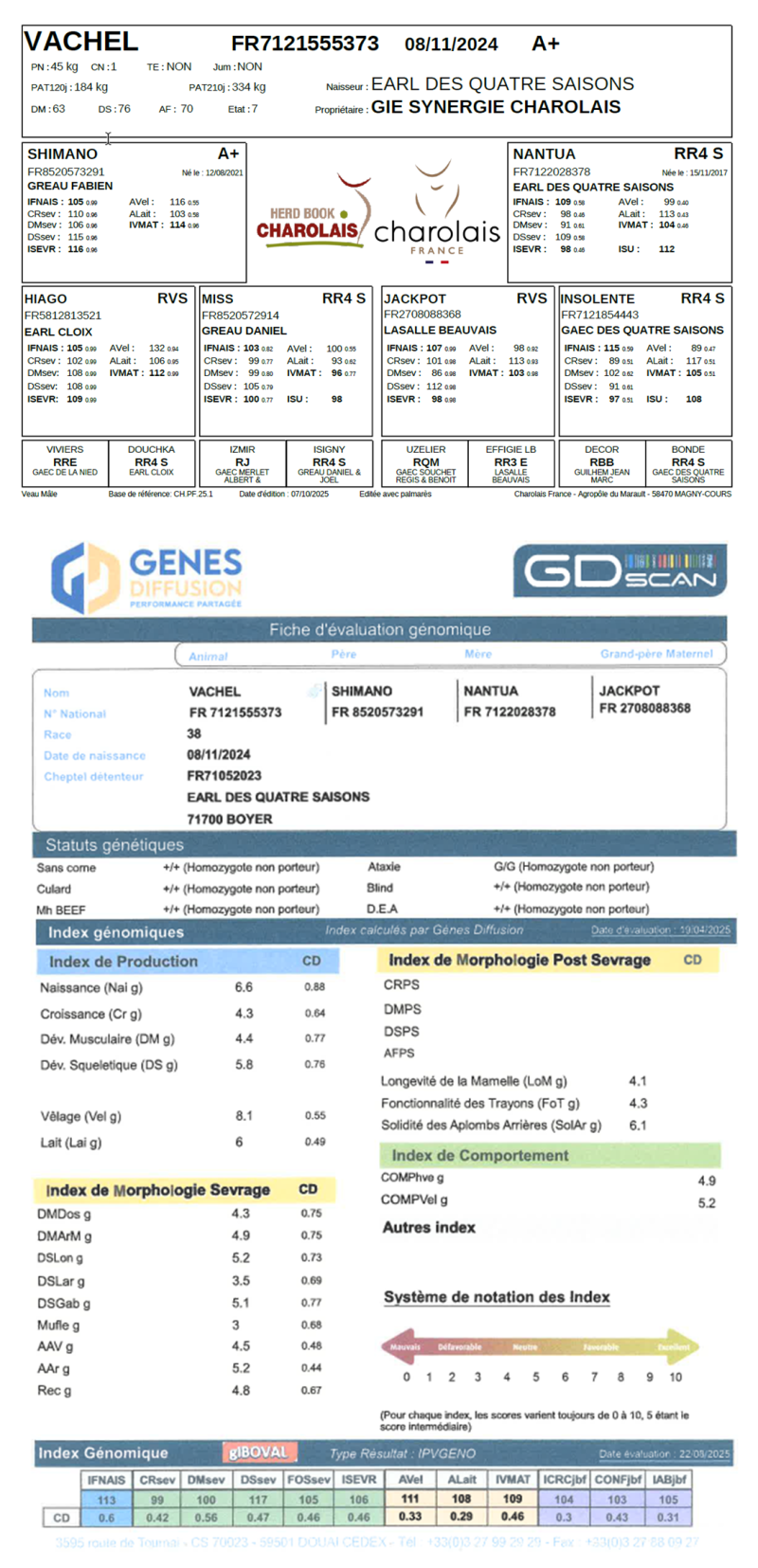 genealogie taureau charolais VACHEL