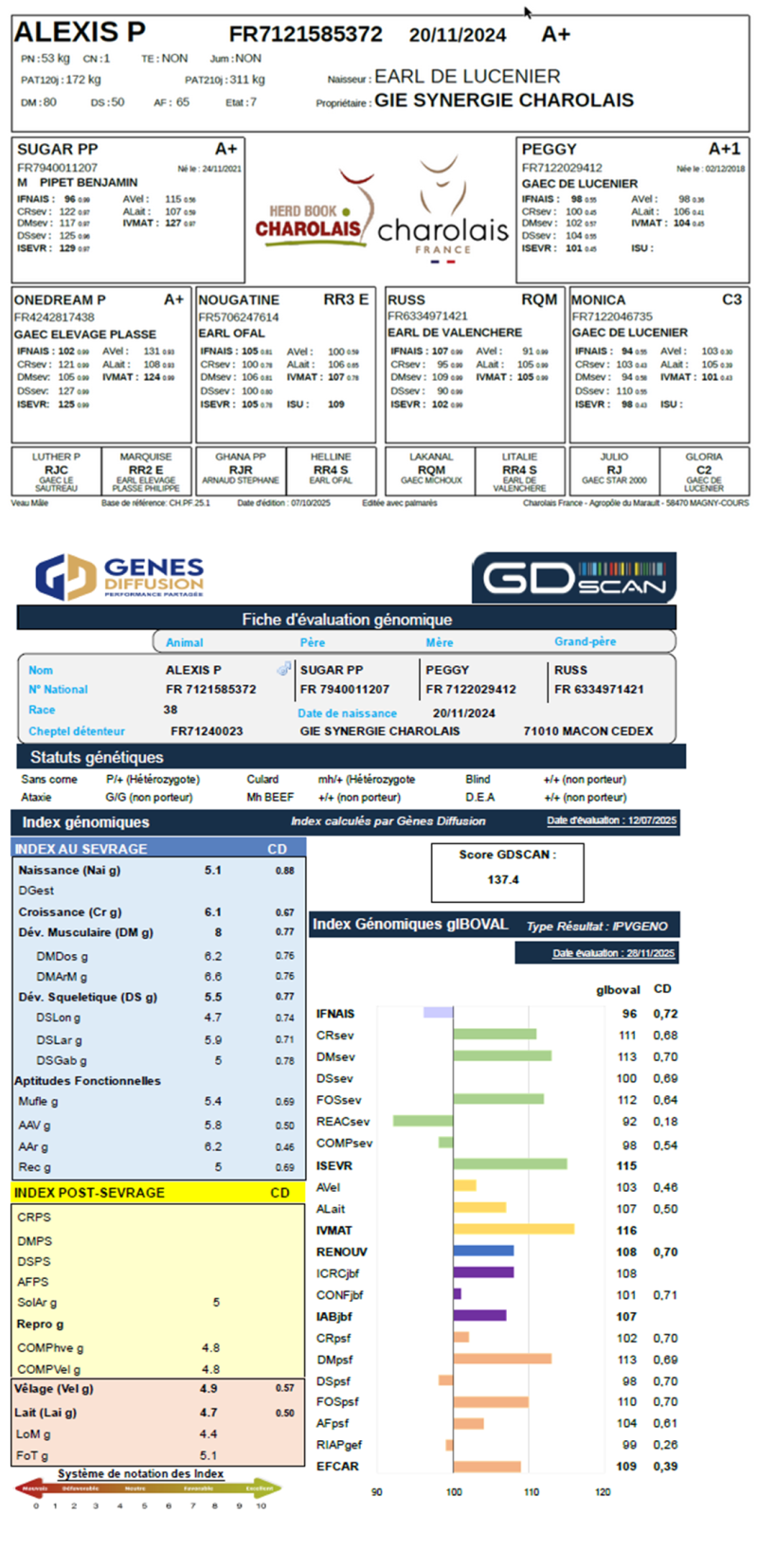 genealogie taureau charolais ALEXIS P