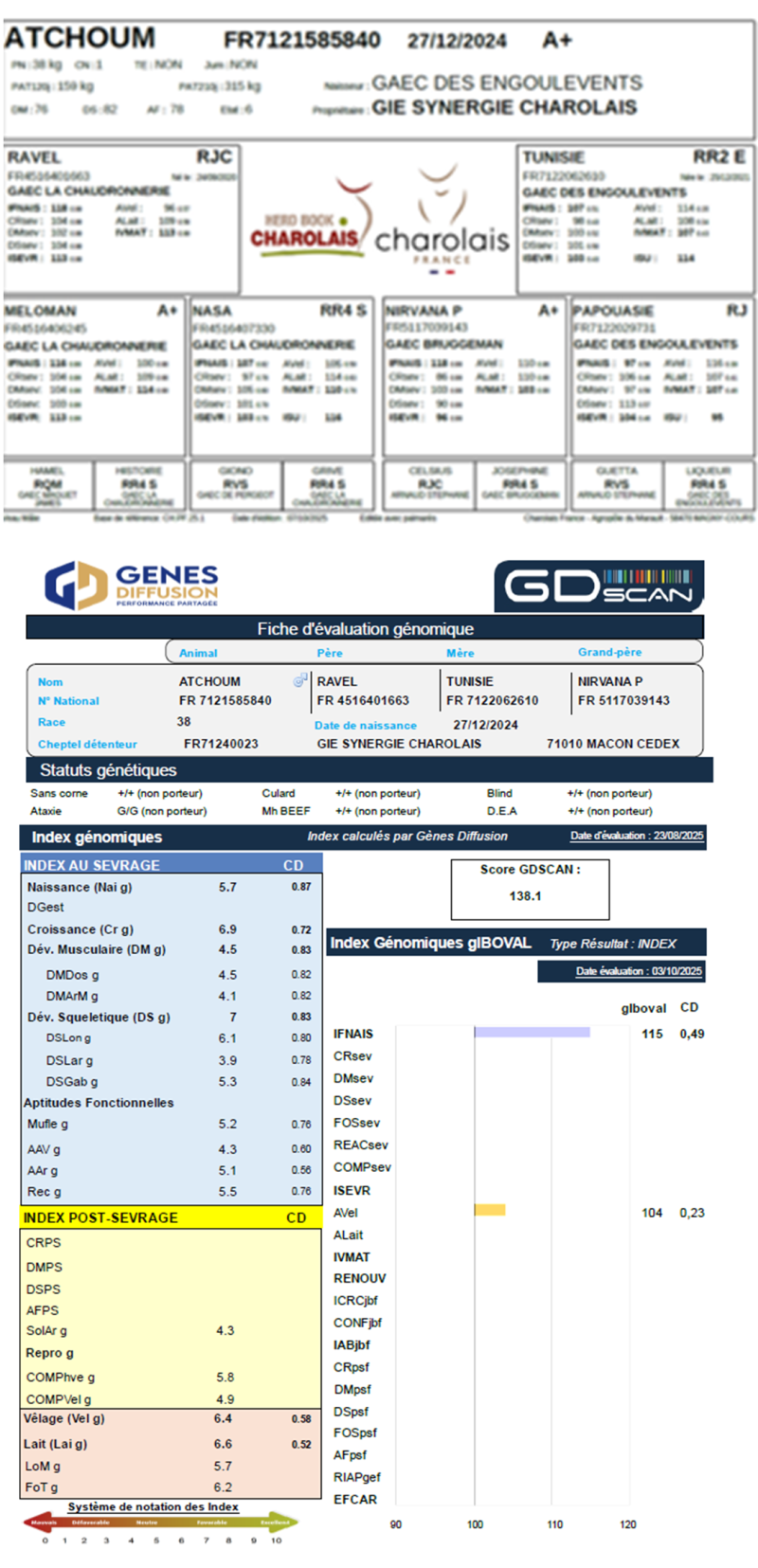 genealogie taureau charolais ATCHOUM