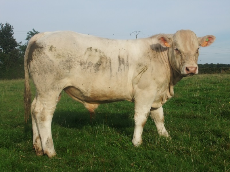 reproducteur charolais inscrit INDIANA