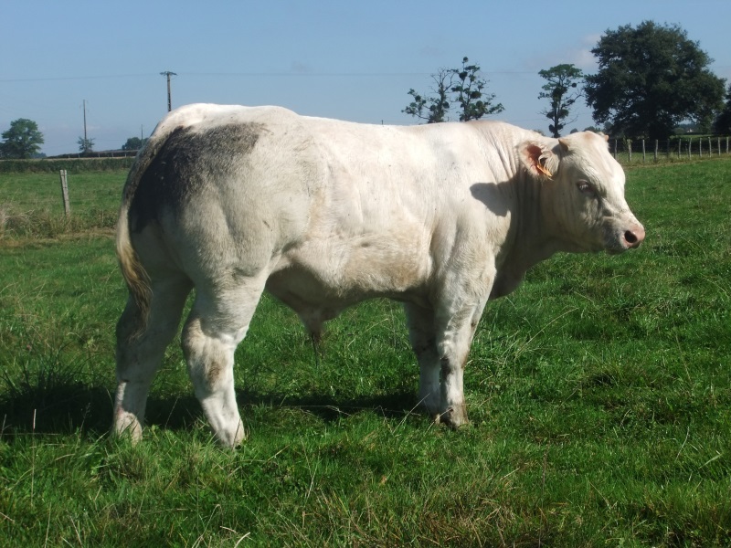 reproducteur charolais inscrit IBISCUS