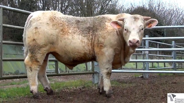 reproducteur charolais inscrit HONICROIS