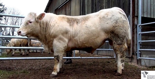 reproducteur charolais inscrit HOOVER