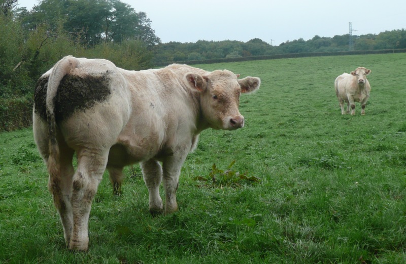 reproducteur charolais inscrit IMPRESARIO