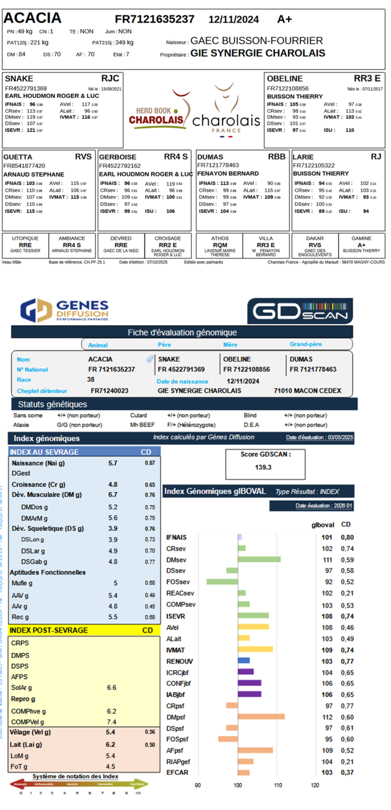 genealogie taureau charolais ACACIA