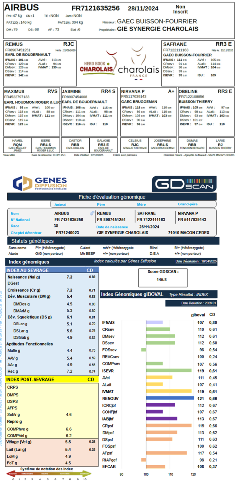 genealogie taureau charolais AIRBUS