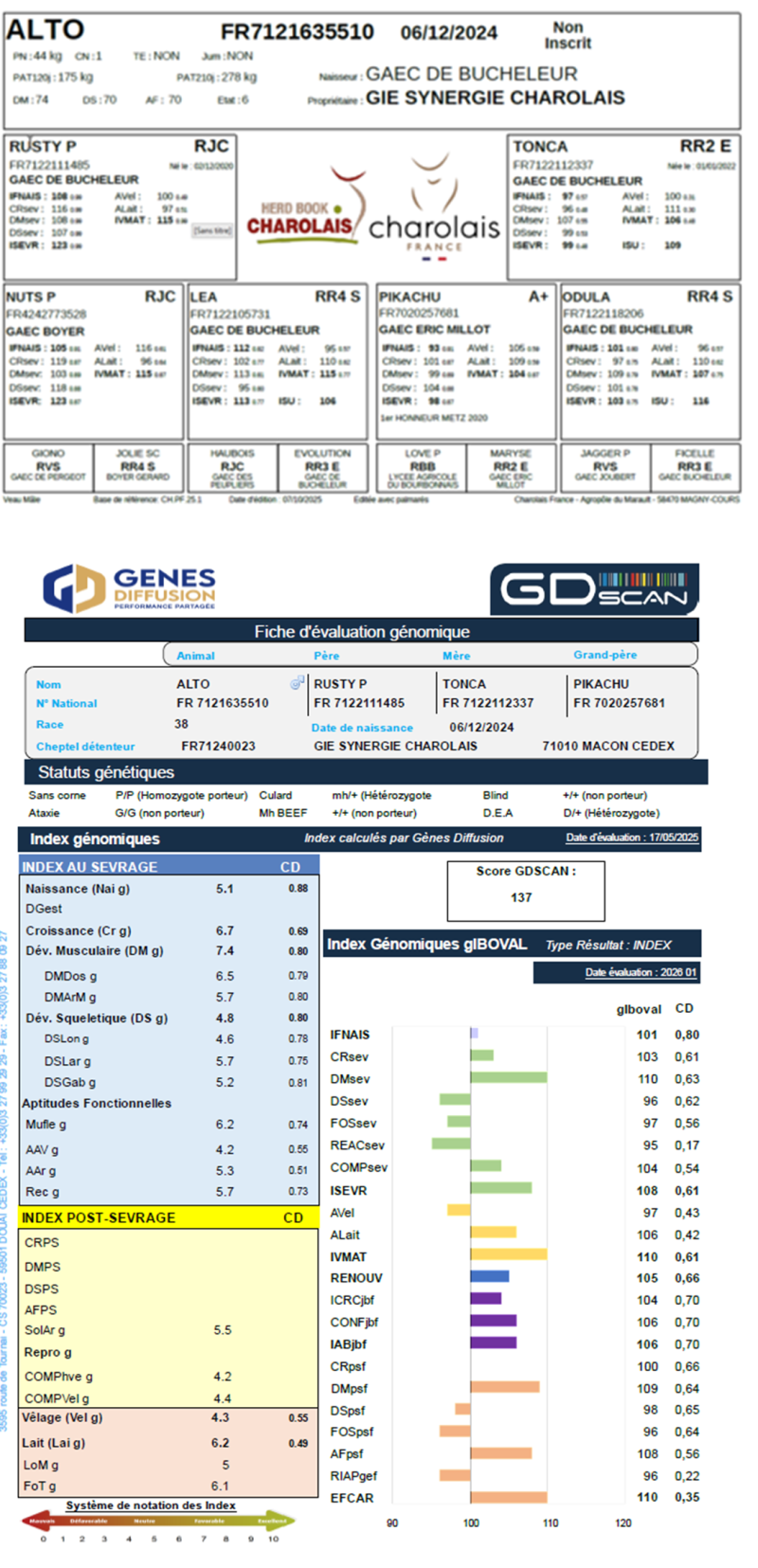 genealogie taureau charolais ALTO
