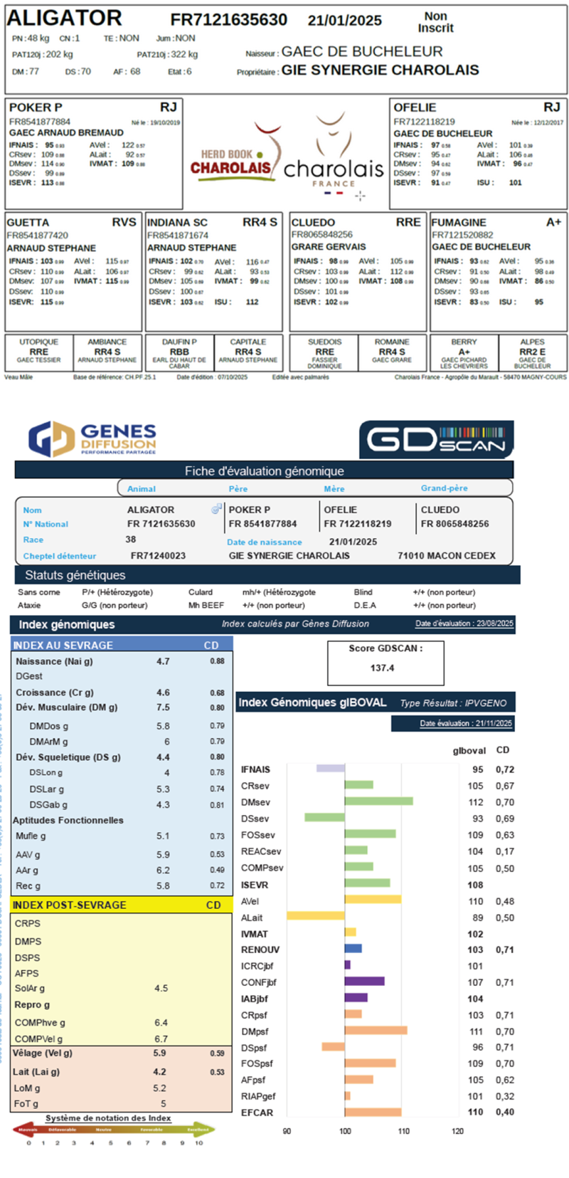 genealogie taureau charolais ALIGATOR