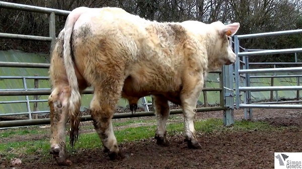 reproducteur charolais inscrit IGUANE