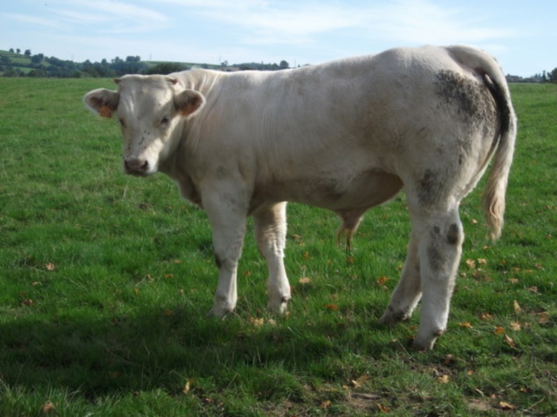 reproducteur charolais inscrit INGENIEUR