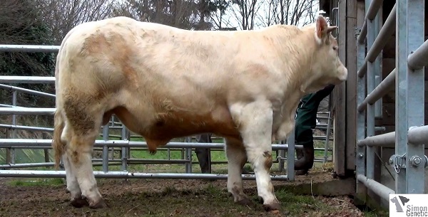 reproducteur charolais inscrit IMBATTABLE