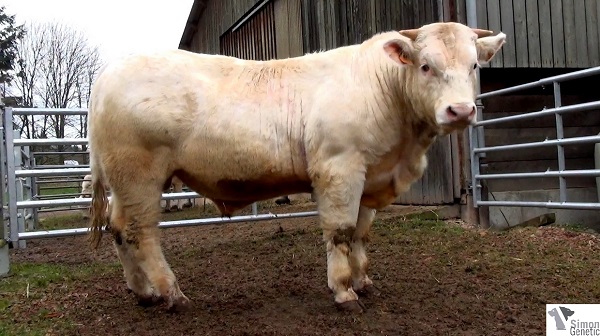 reproducteur charolais inscrit IBIZA