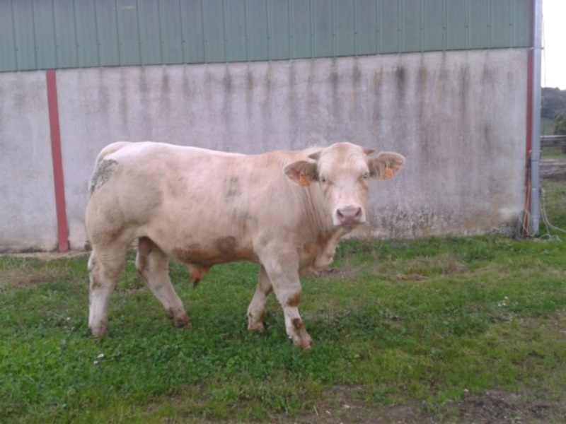 reproducteur charolais inscrit INSCRIT