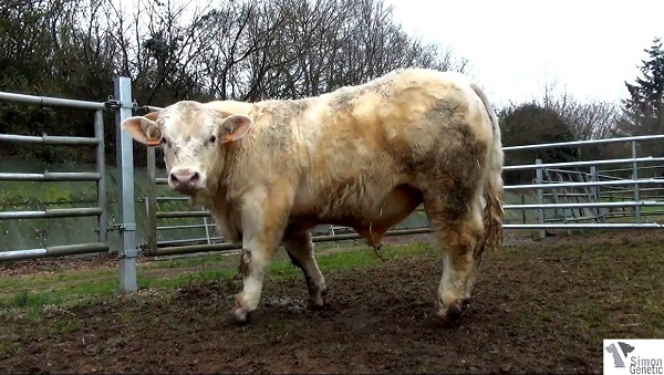 reproducteur charolais inscrit INJECTEUR