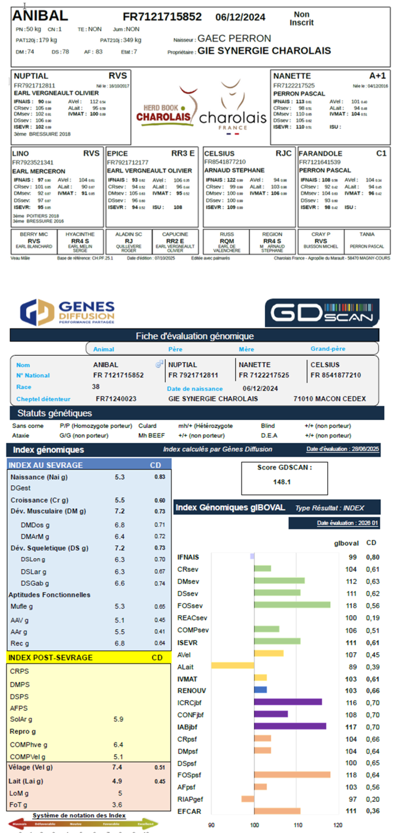 genealogie taureau charolais ANIBAL