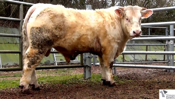 reproducteur charolais inscrit IMPER