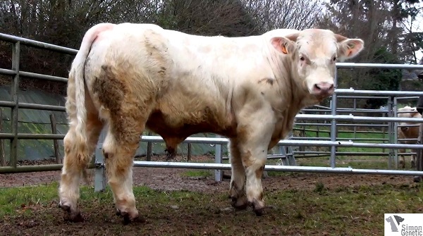 reproducteur charolais inscrit INTUITIF