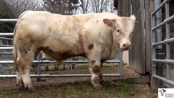 reproducteur charolais inscrit ICARE