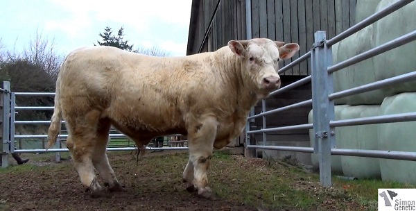 reproducteur charolais inscrit IDEAL