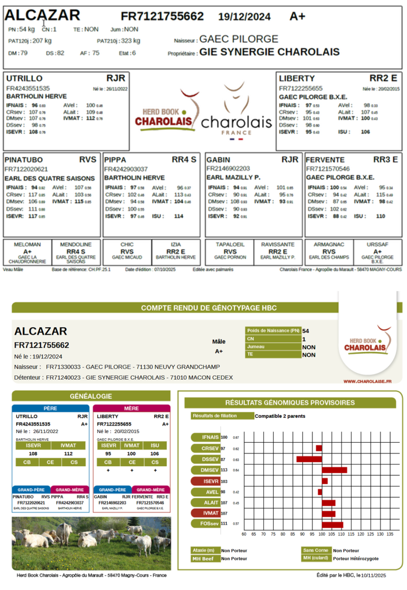 genealogie taureau charolais ALCAZAR