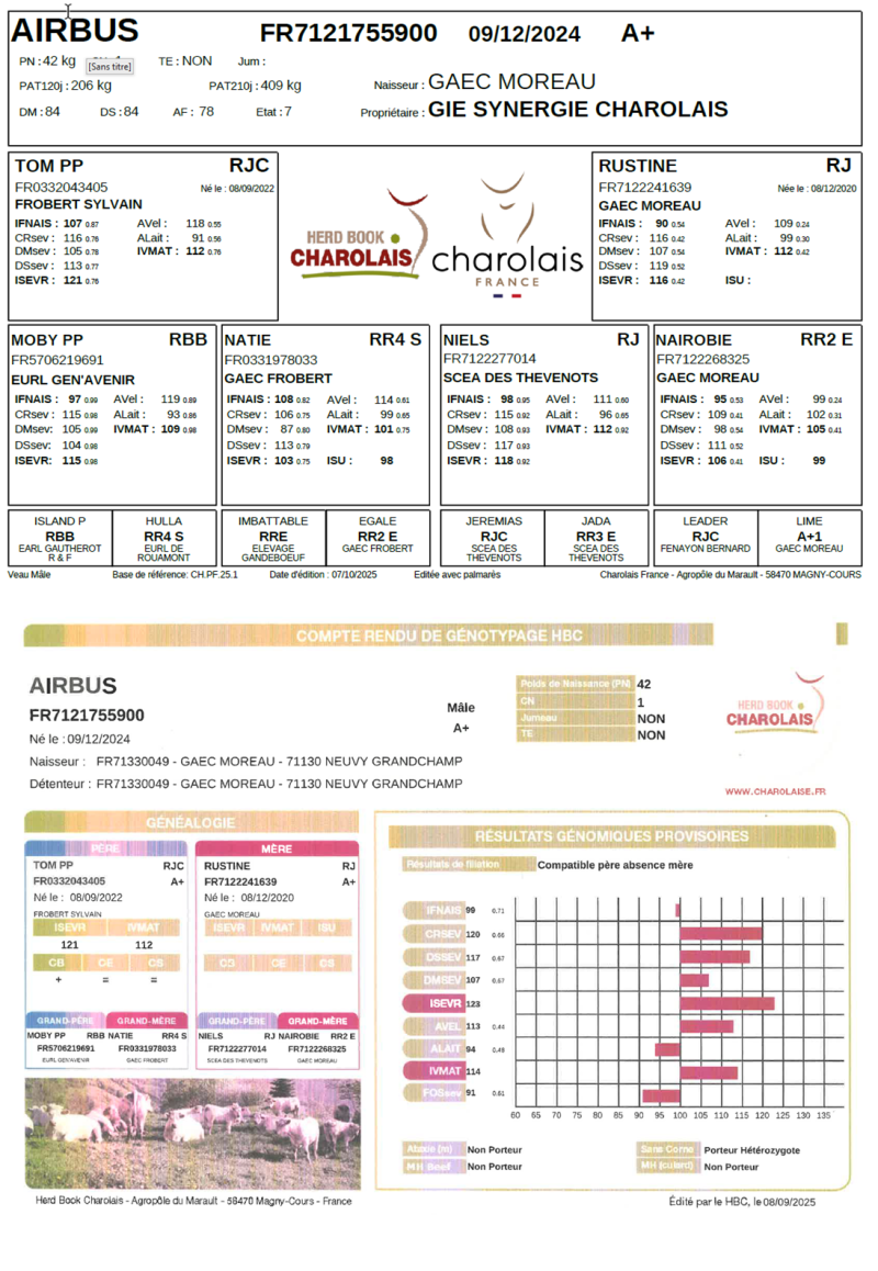 genealogie taureau charolais AIRBUS