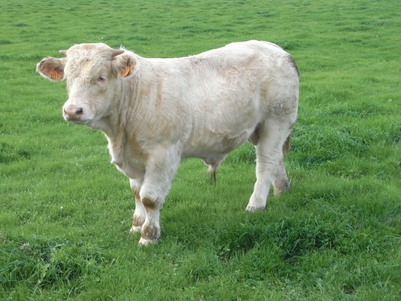 reproducteur charolais inscrit HISTORIEN