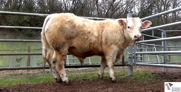 reproducteur charolais inscrit HEROS