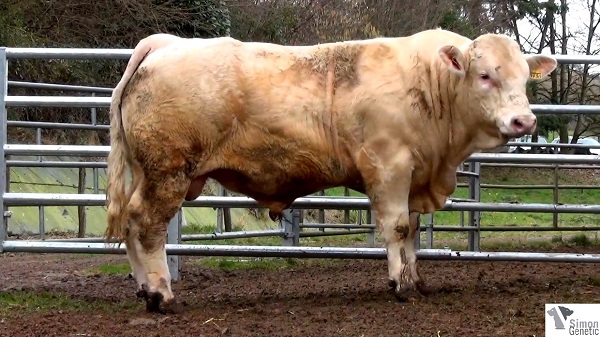reproducteur charolais inscrit HARRIS