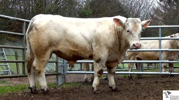 reproducteur charolais inscrit HECTO