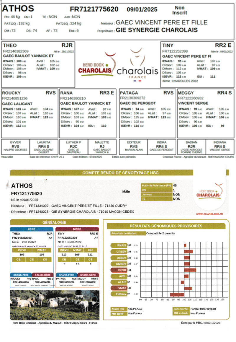 genealogie taureau charolais ATHOS