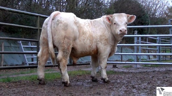reproducteur charolais inscrit INGAROU SV