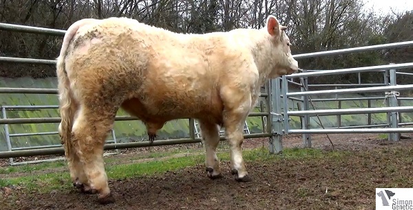 reproducteur charolais inscrit IROQUOIS