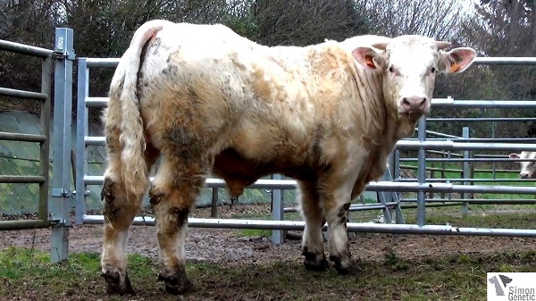 reproducteur charolais inscrit IMMORTEL