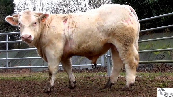 reproducteur charolais inscrit HARRIS
