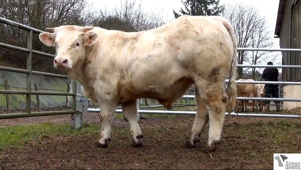 reproducteur charolais inscrit HIANKI