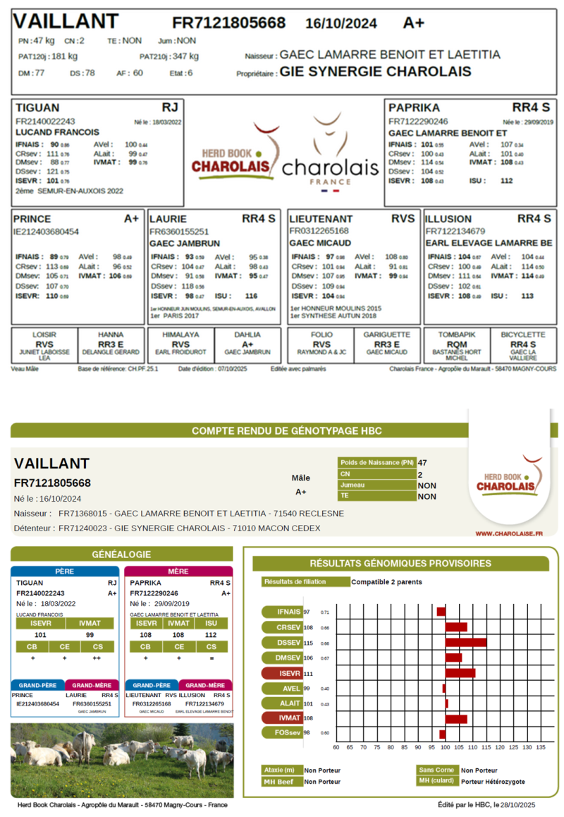 genealogie taureau charolais VAILLANT