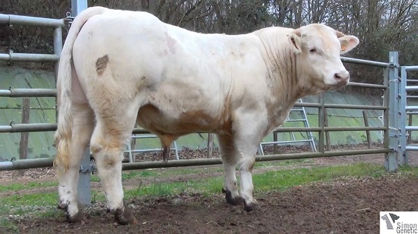 reproducteur charolais inscrit ICEBERG