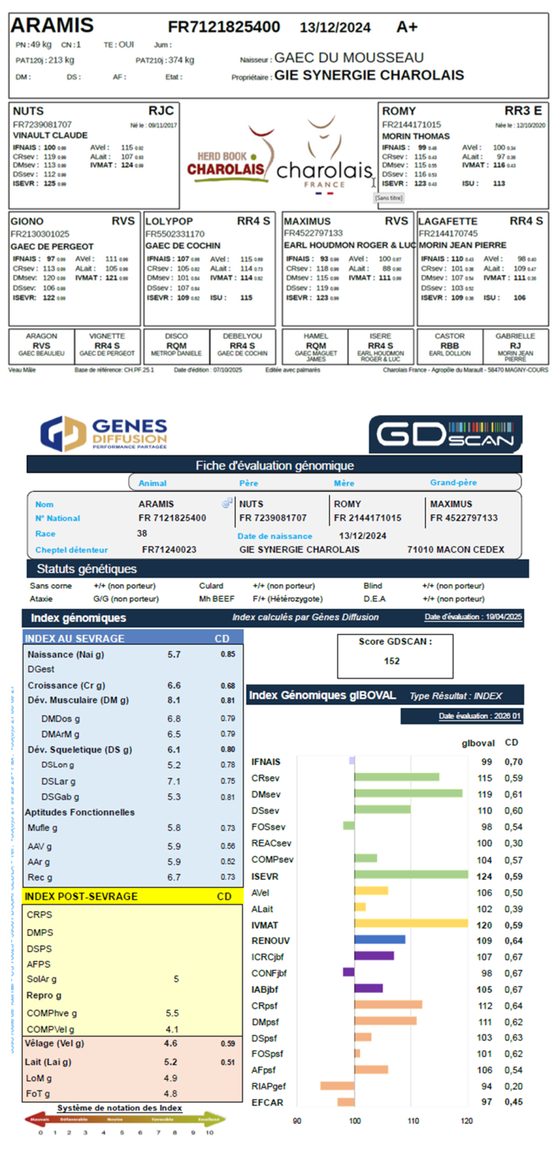genealogie taureau charolais ARAMIS