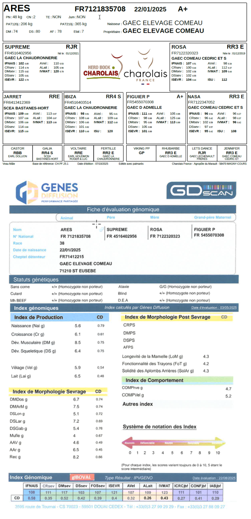 genealogie taureau charolais ARES