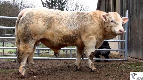 reproducteur charolais inscrit ILLIAM