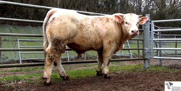reproducteur charolais inscrit IMPERIAL