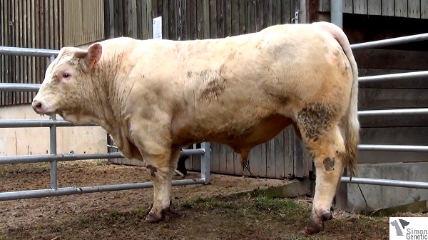 reproducteur charolais inscrit INSTRUIT