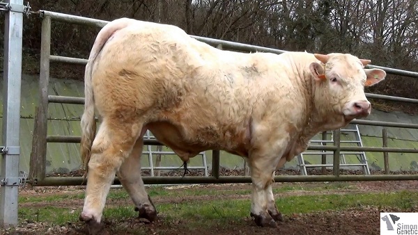 reproducteur charolais inscrit INGEGNIEUR