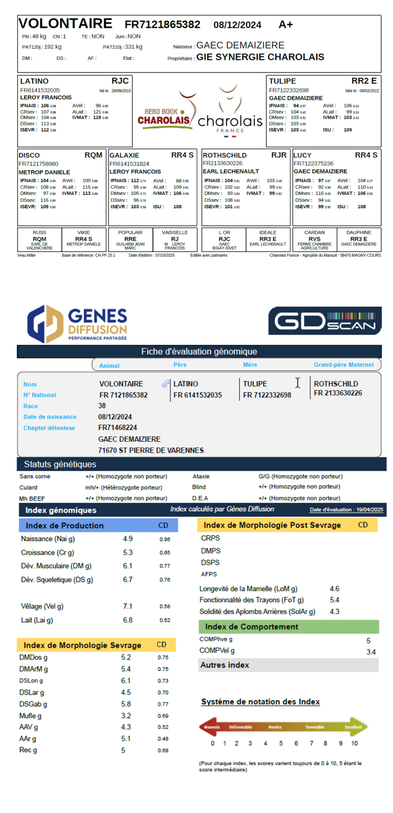 genealogie taureau charolais VOLONTAIRE