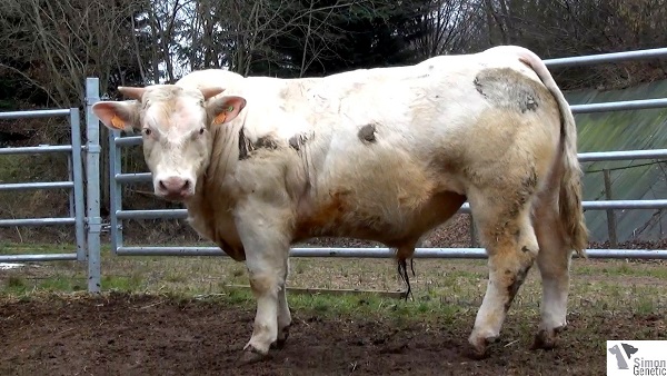 reproducteur charolais inscrit IDALGO