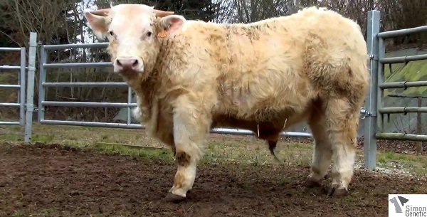 reproducteur charolais inscrit IMPATIENT