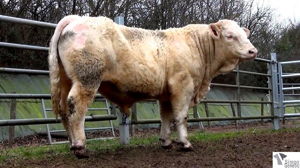 reproducteur charolais inscrit IMBERNON