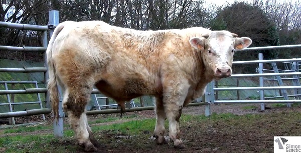 reproducteur charolais inscrit ISAAC