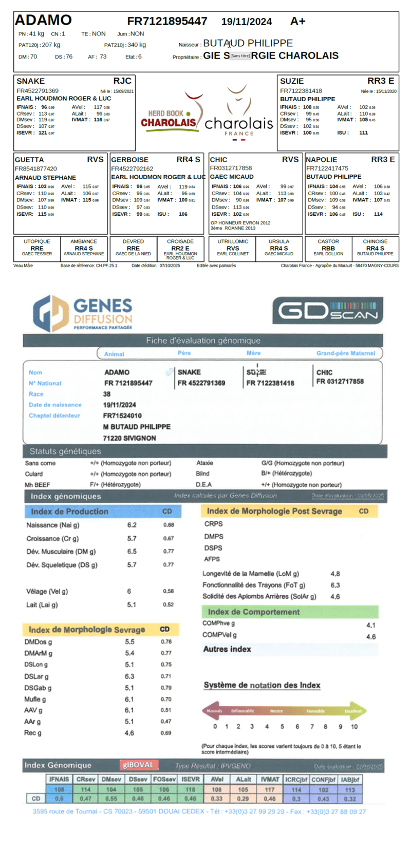 genealogie taureau charolais ADAMO